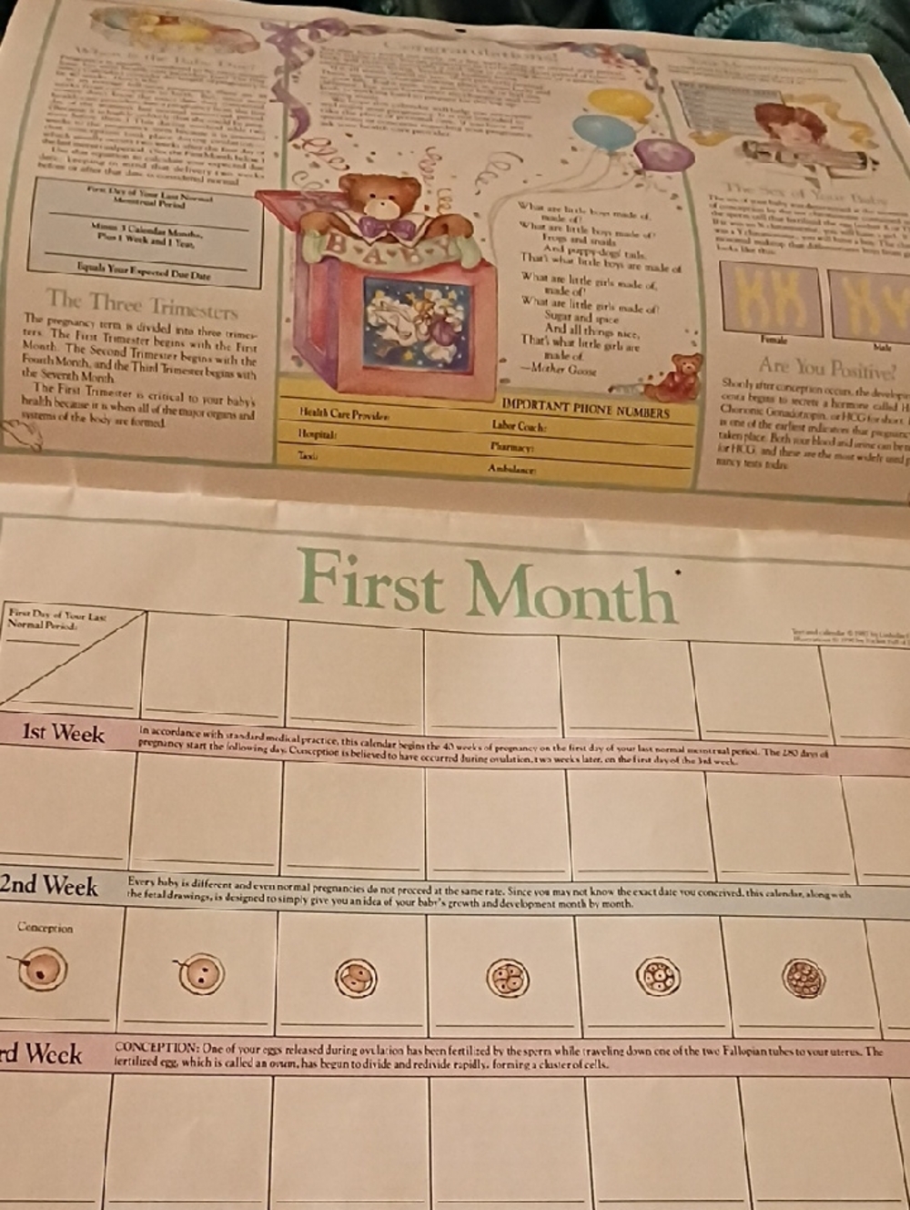 Russ Pregnancy Calendar - Picture 2 of 5